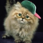 Logo of Ginger Cat Free android Application 